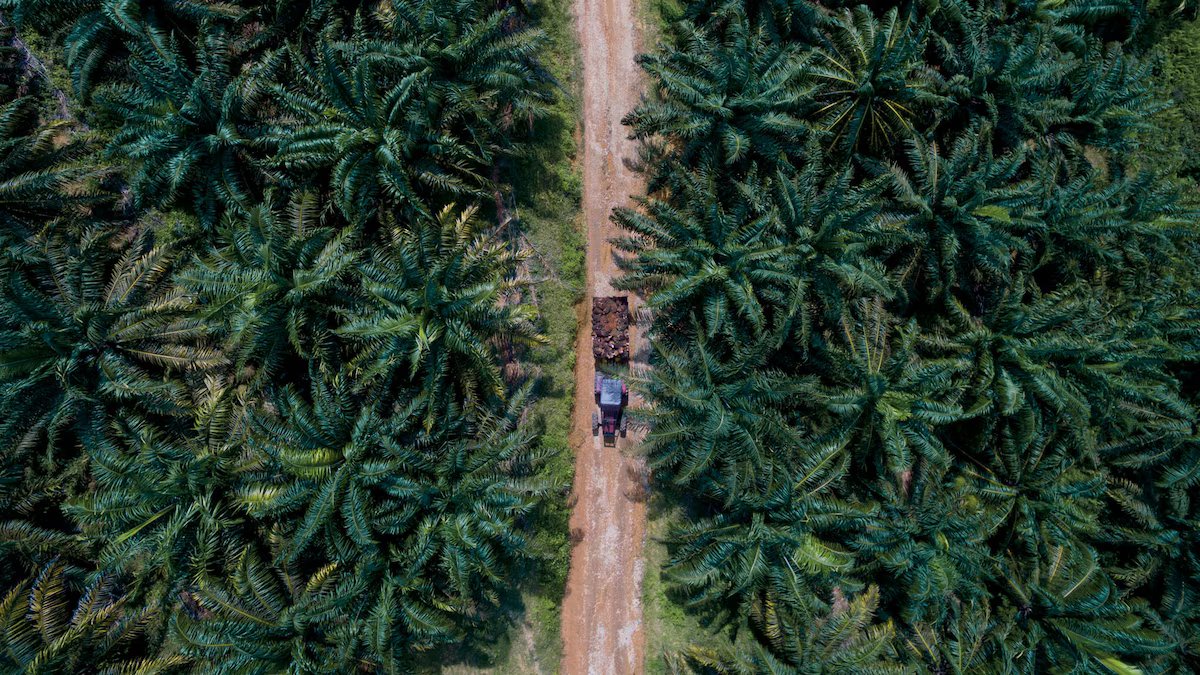 Palm oil plantation aerial view