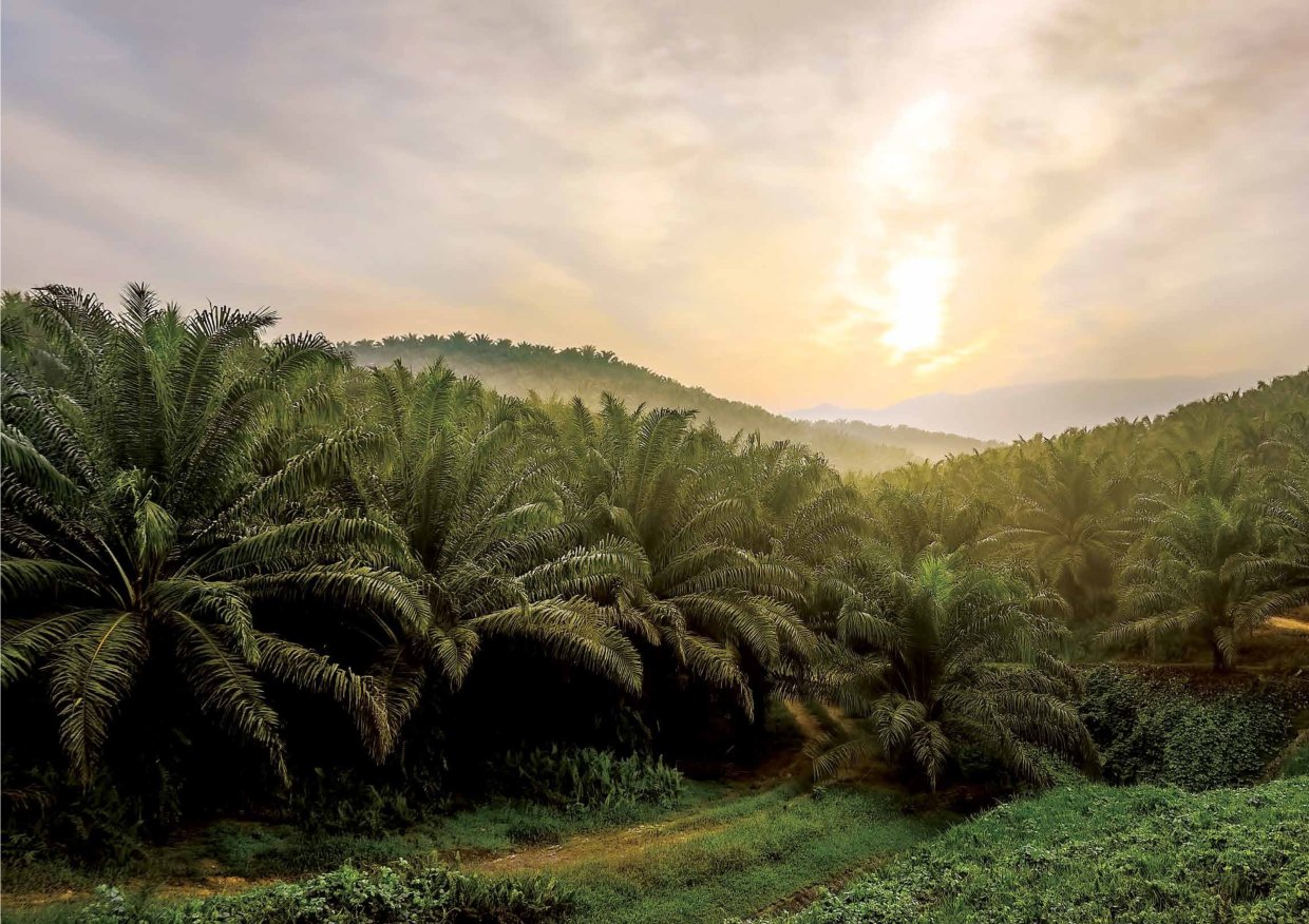 Palm Oil Plantation